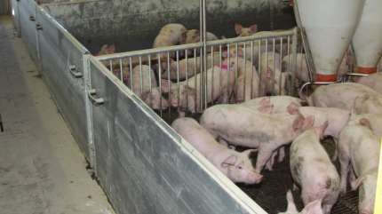 Som husdyrproducent kan det være nemt at falde for fristelsen til at sælge sit korn dyrt i foderhandelen. Det kan imidlertid være særdeles risikabelt lige nu, hvor kornpriserne er høje og svinenoteringen er lav, vurderer rådgiver.