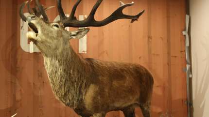 Landsforeningen Dansk Land- og Strandjagt 1991 kommenterer på artiklen »Hellere regulering end mere hegn til krondyr«, der blev bragt i Effektivt Landbrug den 22. oktober.