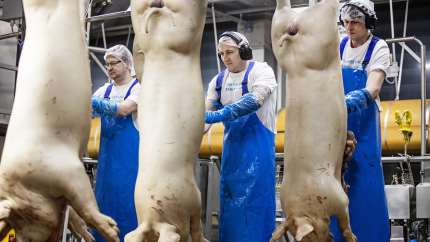 Danish Crowns omsætning går 10 procent frem og runder for første gang i koncernens historie 64 milliarder kroner.