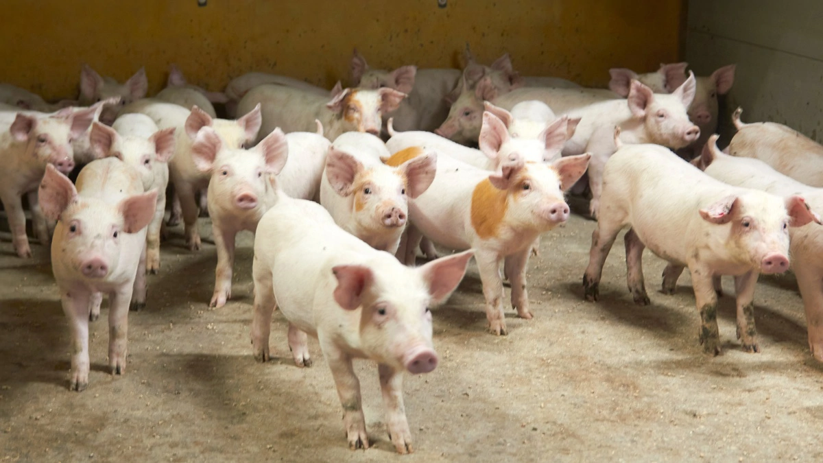 Arkivfoto: Tenna Bang