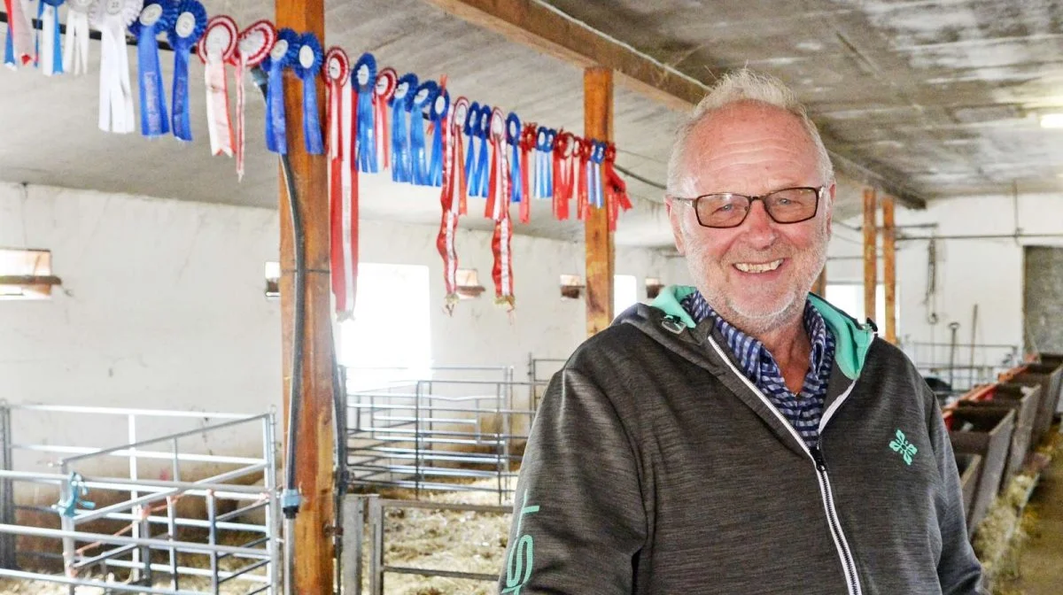 Lars Linding ved, hvad der skal til for at blive blandt de bedste indenfor får i forbindelse med dyrskuer. Arkivfoto