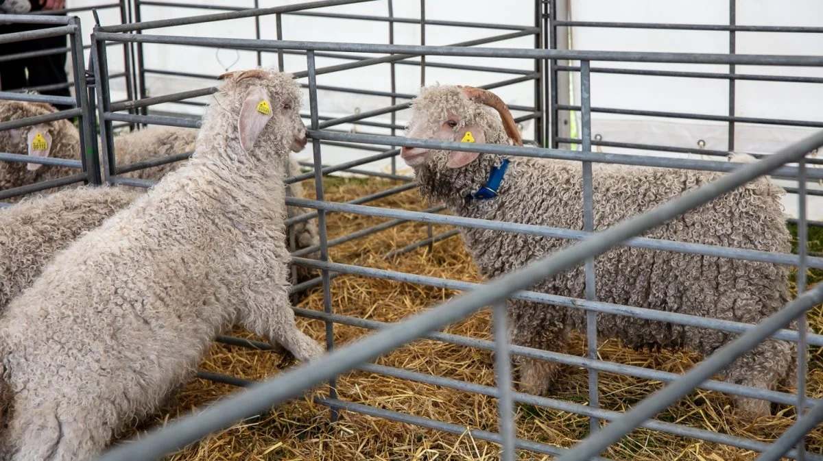 Der venter gode oplevelser på fåreudstillingen i Aabenraa.