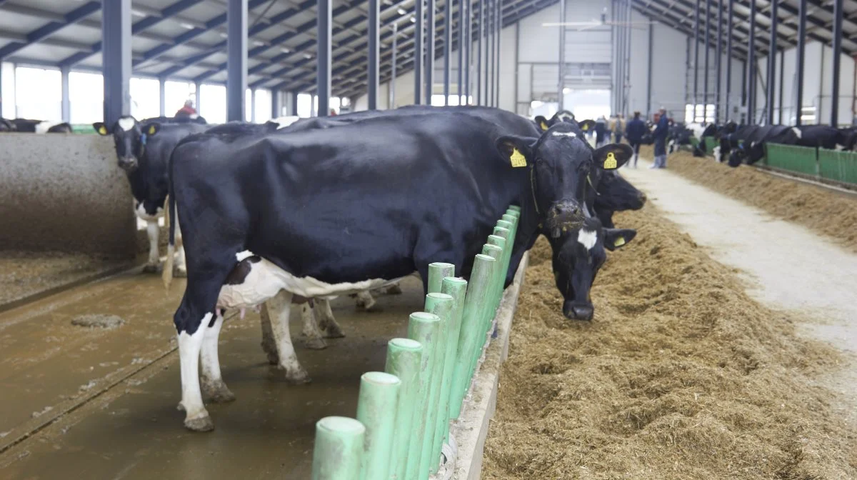 Der er et fastdrænet gulv og det fleksible inventar fra Cow Welfare.