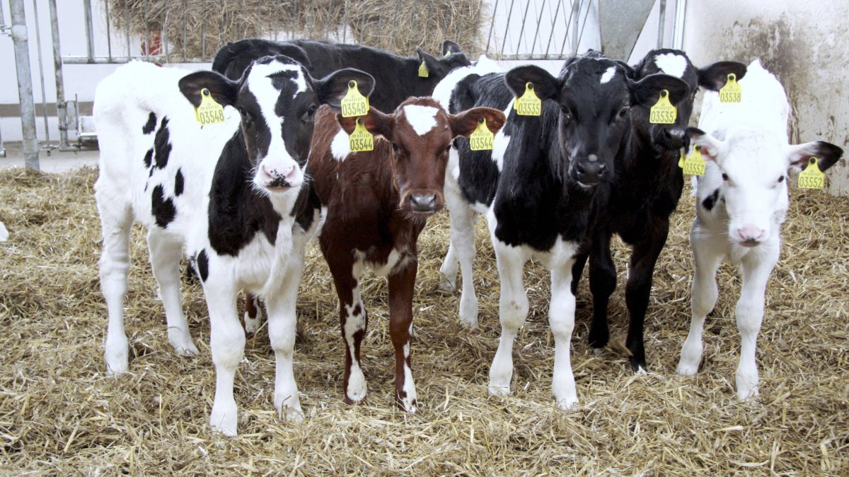 Ny vaccine mod luftvejsinfektioner hos kalve