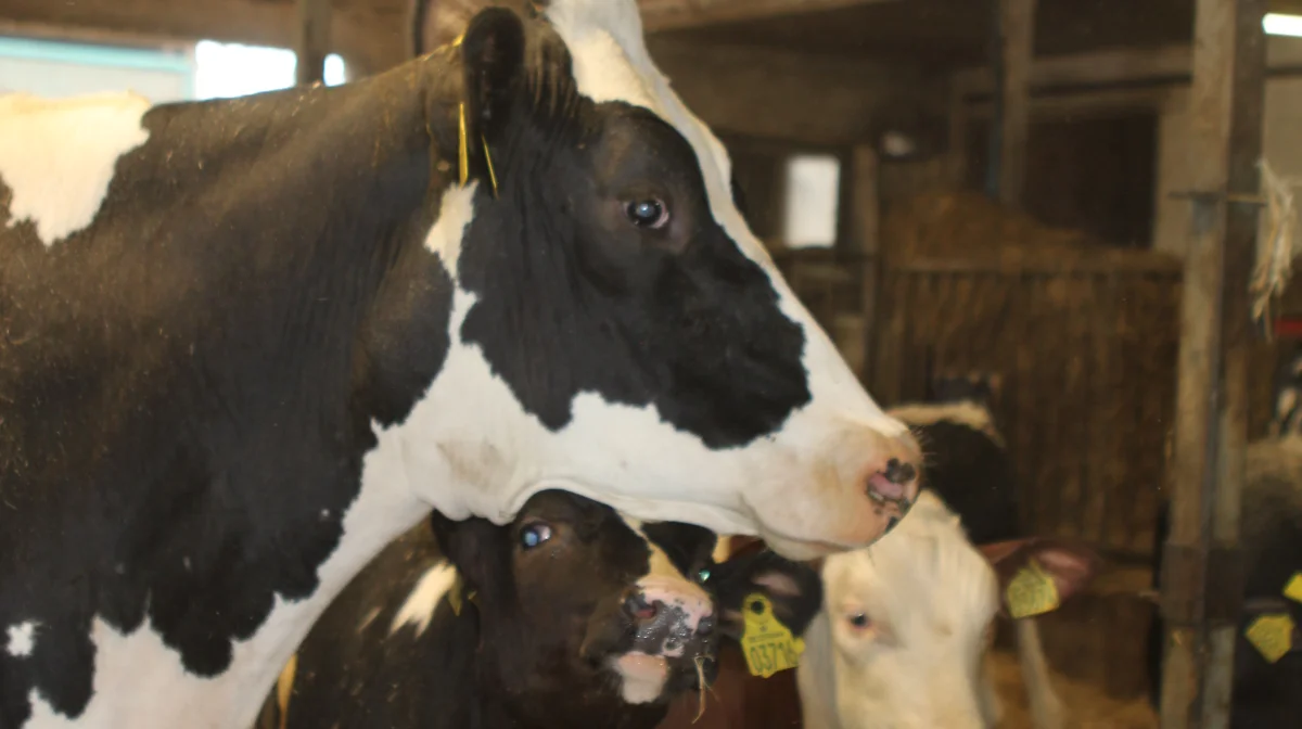 Ammekøerne hos Østerskaarup Dairy er en god blanding af senlakterende køer og udsætterkøer.