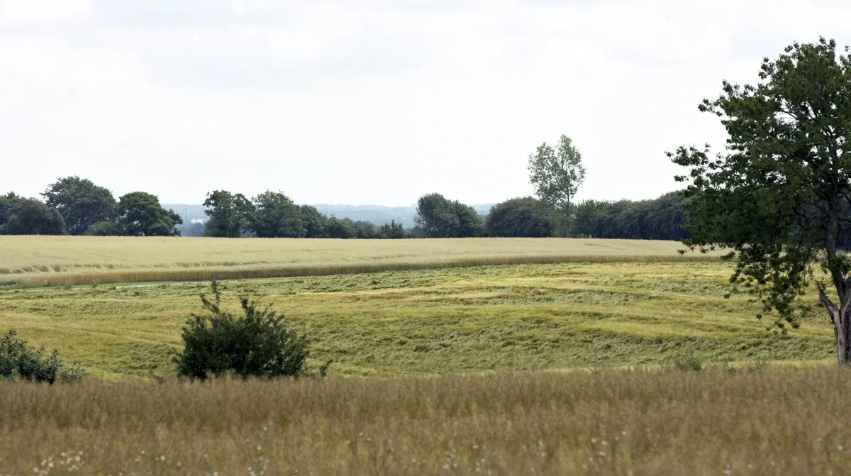 Vil man forbygge lejesæd i en kraftig vårsædsafgrøde anbefales en relativ tidlig anvendelse af vækstreguleringsmidler. Arkivfoto: Erik Hansen