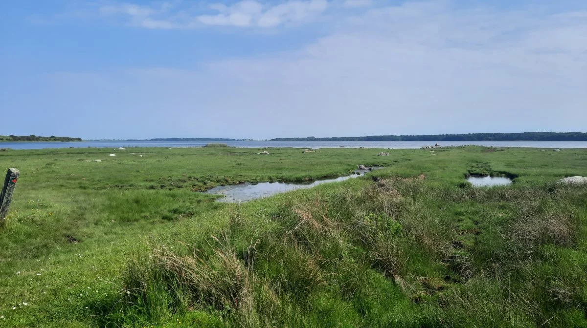 Naturområdet Skejten på Lolland ligger ud til det berørte vandopland Bredningen, hvor en fejlberegning af vandafstrømningen betyder øget reduktionskrav til landbruget. Foto: VKST