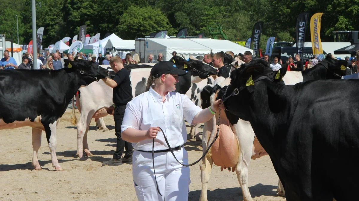 Over 200 dyr går i ringen, når der er Hobro Dyrskue lørdag den 3. juni. Arkivfoto: Line Brusgaard