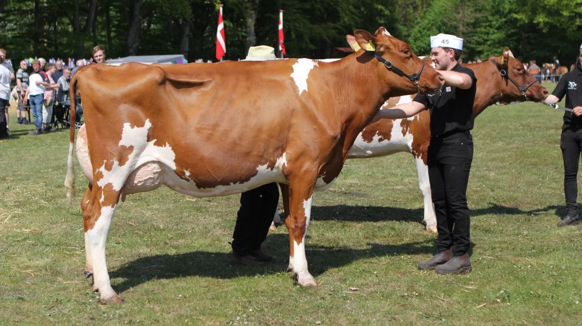 Denne rødbrogede Holstein fra Solbakken Agro fik ikke alene 24 point, den løb også med sejren som skuets bedste ældre Holstein og skuets bedste ko. 