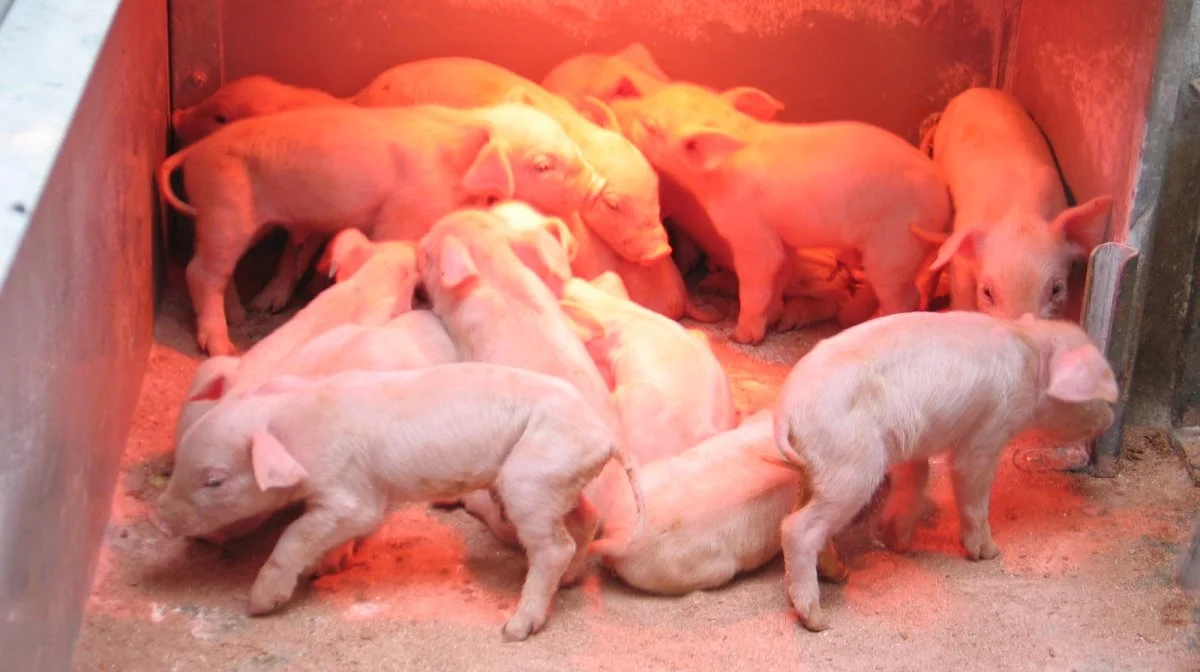 En brasiliansk svineproducent fik sig noget af en overraskelse, da en af hans søer fik 41 pattegrise i det samme kuld for nylig. Dette billede har ikke noget med episoden i Brasilien at gøre. Arkivfoto: Anne Wolfenberg