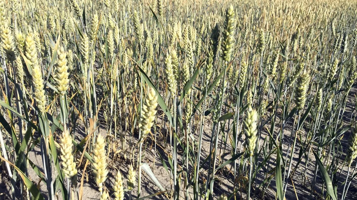Den årlige Hard Winter Wheat Quality Tour i Kansas vil give en indikation på kvaliteten af vinterhveden i staten, der har været tørkeramt. Arkivfoto
