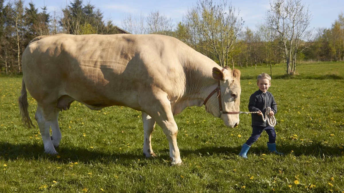 Tredje generation er måske lige på trapperne på Gydegaard i Arden. 