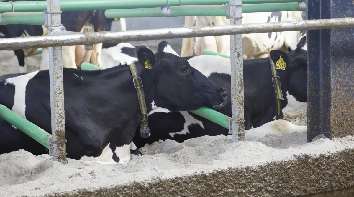 Firehøje Holstein får 7,5 øre mere pr. kg mælk, fordi deres gylle sendes omkring et biogasanlæg. Det kan kun lade sig gøre, fordi et anlæg separerer sand fra gylle.