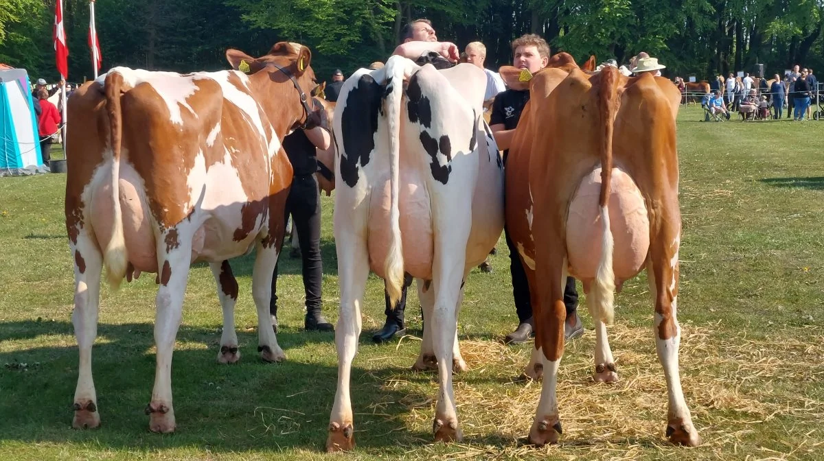 Bedste besætningsgruppe: fra Solbakken Agro, Aabybro