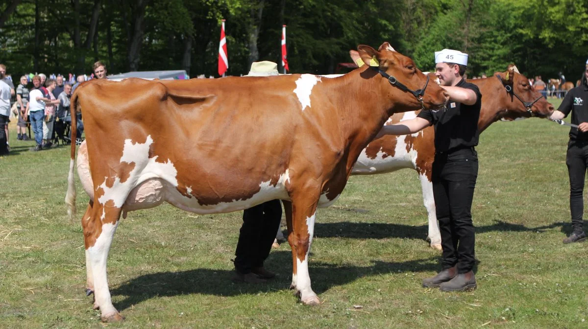 Bedste ældre Holstein: 37546-0630 Argo-datter fra Solbakken Agro, Aabybro
