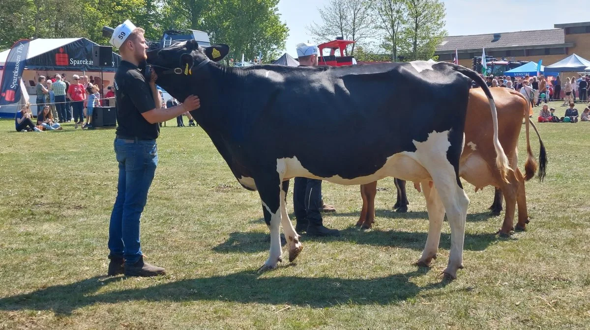Bedste yngre Holstein: 39447-03635 Macnut PP-datter fra John Korsgaard Klit, Fjerritslev