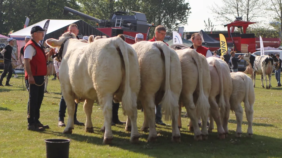 Bedste besætningsgruppe: Charolaisgruppe fra Neergaard Charolais, Fjerritslev