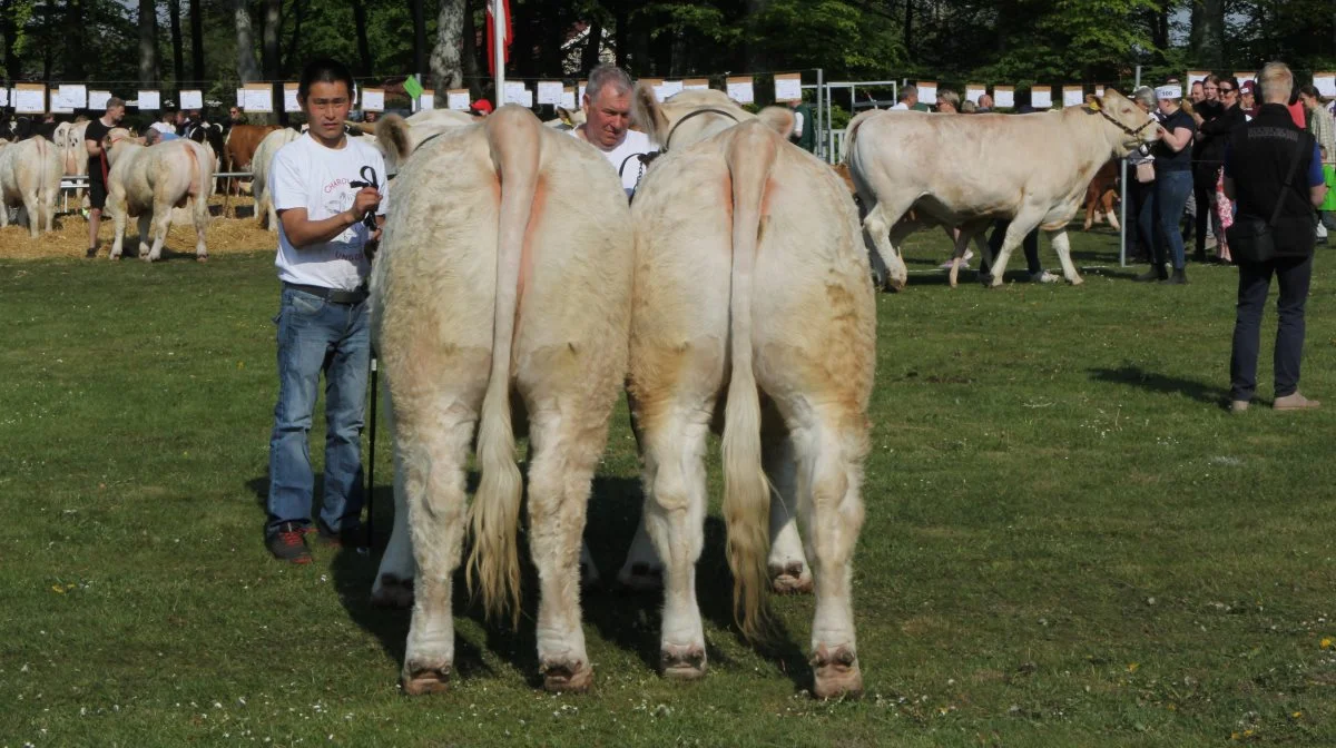 Bedste kødkvægspar: Charolais-par fra Nørgaard I/S, Thisted