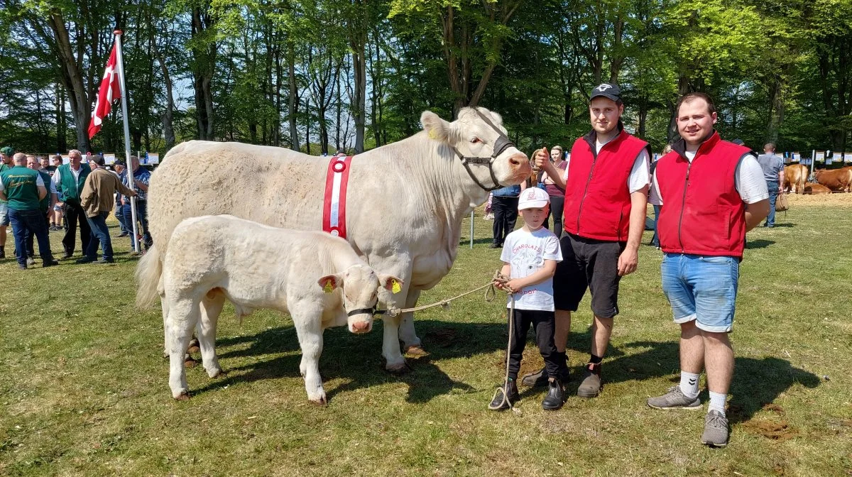 Bedste hundyr: Charolais, Orkide Neergaard fra Neergaard Charolais, Fjerritslev