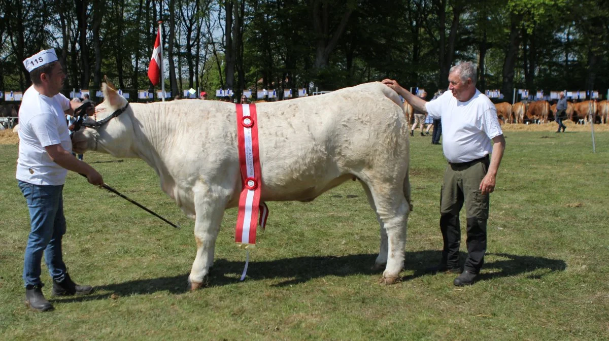 Bedste køddyr af egen avl: Charolais-kvie, Sparkle De Nør fra Nørgaard I/S, Thisted