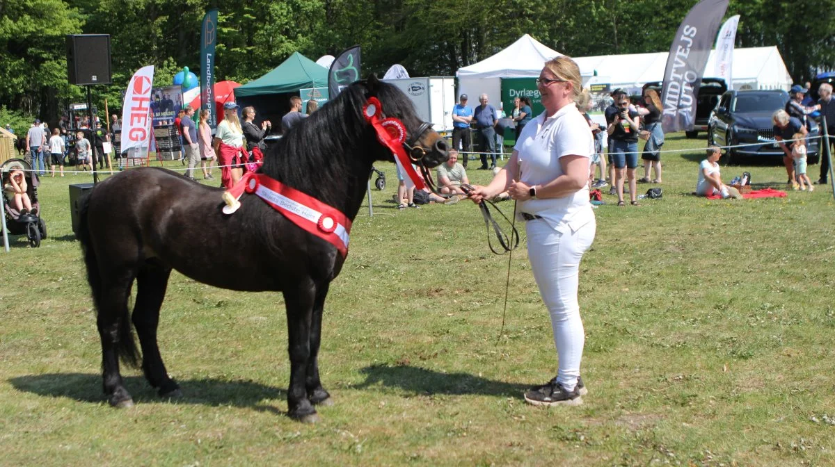 Bedste hest: Dartmoor-hingst fra Jane Ø- Jørgensen og Helle Juul Sørensen, Frederikshavn