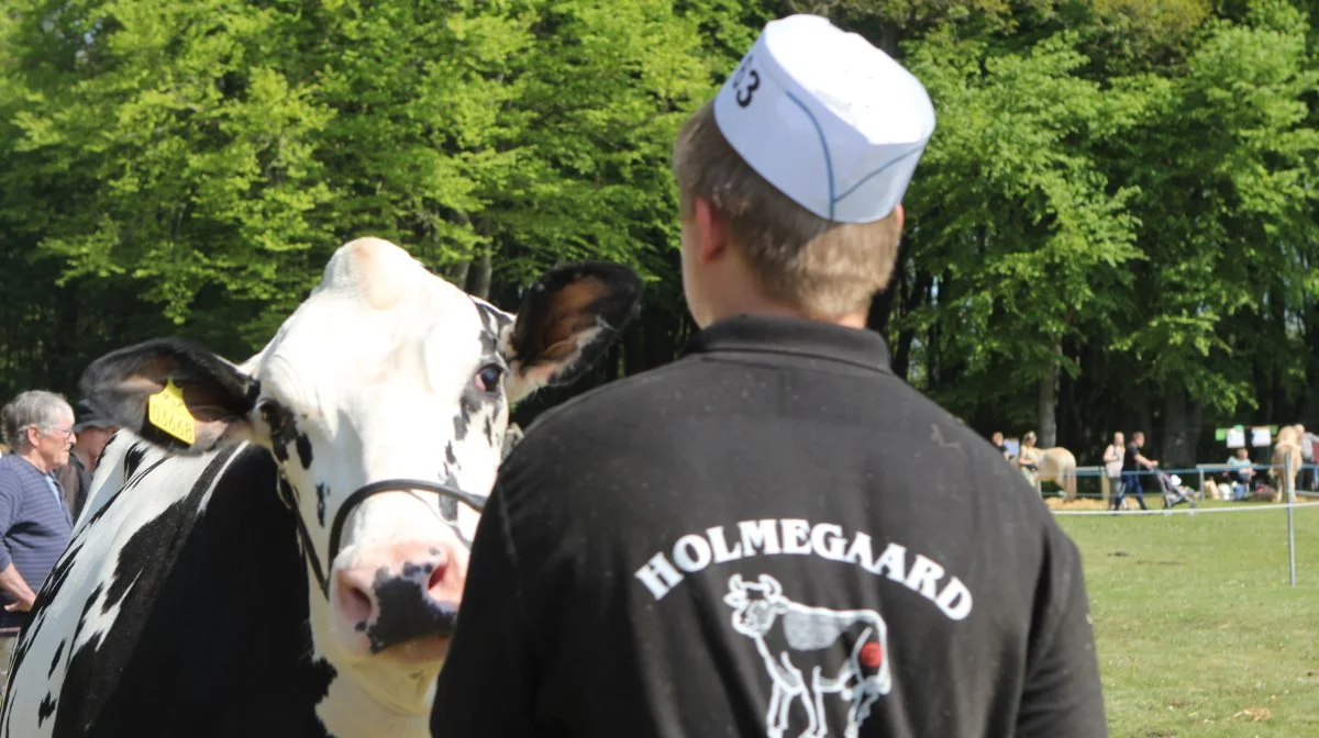 Rekordmange dyr var i år tilmeldt Fjerritslev Dyrskue.
