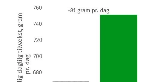 Figur 1. Gennemsnitlig daglig tilvækst pr. dag i perioden op til fravænning, når dyrene udsættes for et lavt risikoniveau af mykotoksin i foderet med eller uden Mycofix. Kilde: DSM-firmenich