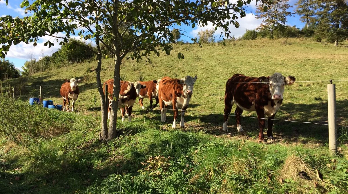 Foto: Djursland Landboforening