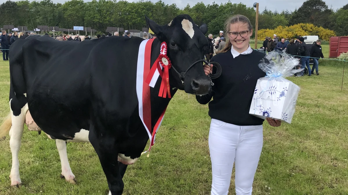 Sidste år trak Lærke Altena rundt med skuets bedste malkeko, bedste ældre Holstein og bedste yver.