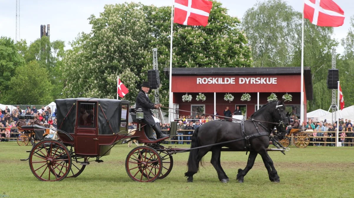 Alle tre dyrskuedage kan man opleve Det Store Hesteshow, som hver gang normalt tiltrækker mange tilskuere i Ring 1. Foto: Jesper Hallgren