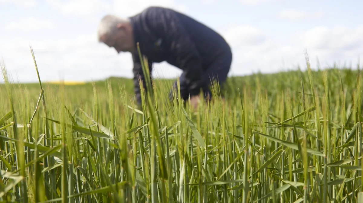 Det er i høj grad de mange sortsforsøg, som flere hundrede deltagere hvert år drages af, når der er Agri Farm Day.