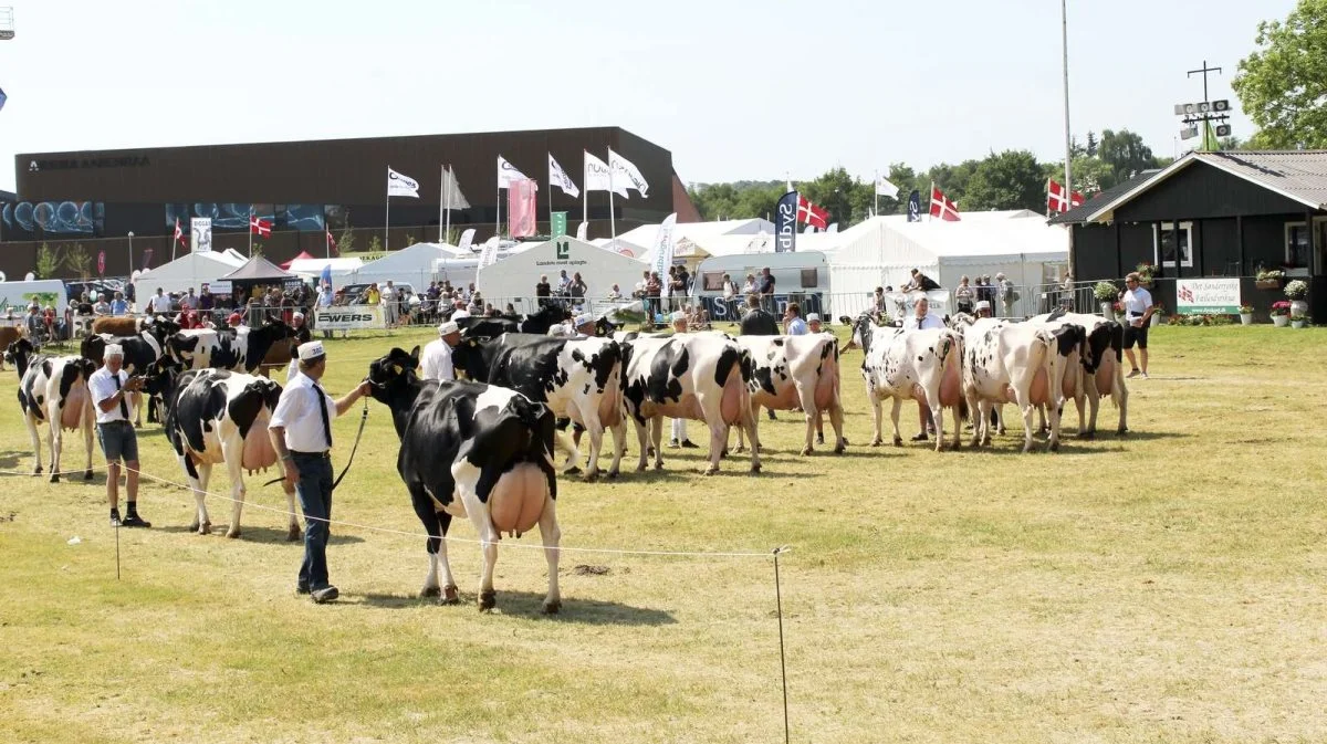 Der bliver igen i år masser af flotte dyr at se og opleve i både den store dyrskuering og de mindre ringe på dyrskuet i Aabenraa. Arkivfoto: John Ankersen