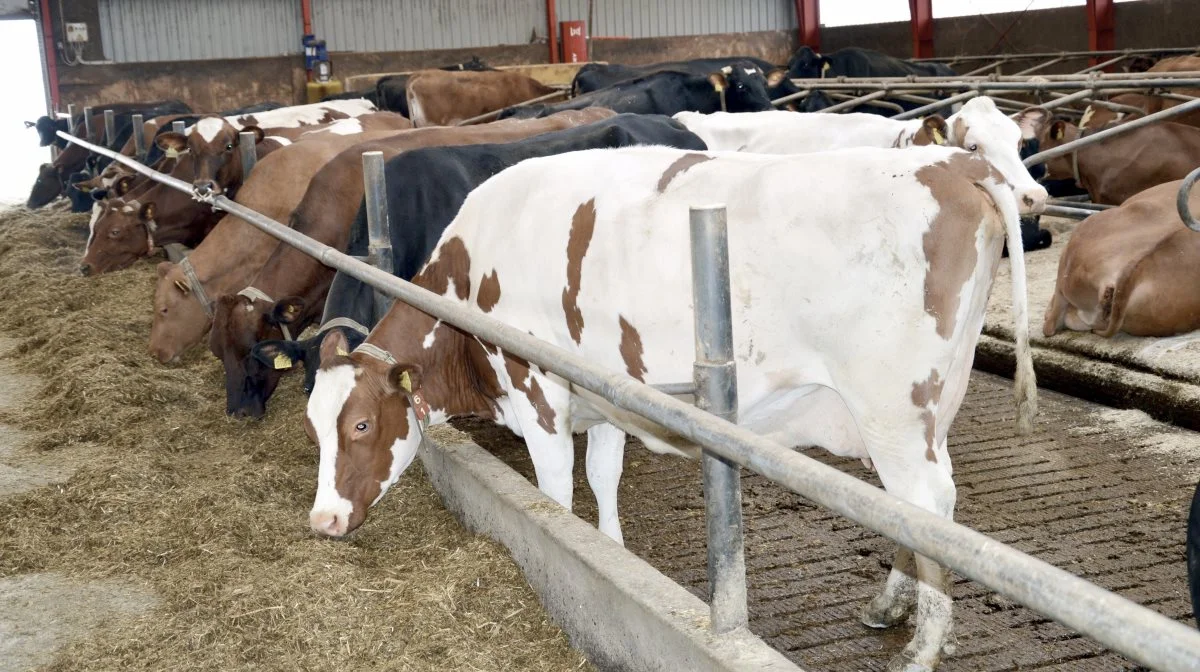 En gennemsnitsbesætning tjener 1.300-1.500 mere pr. årsko ved at krydse malkekvægsracer i forhold til at have renracet Holstein. Arkivfoto: Camilla Bønløkke