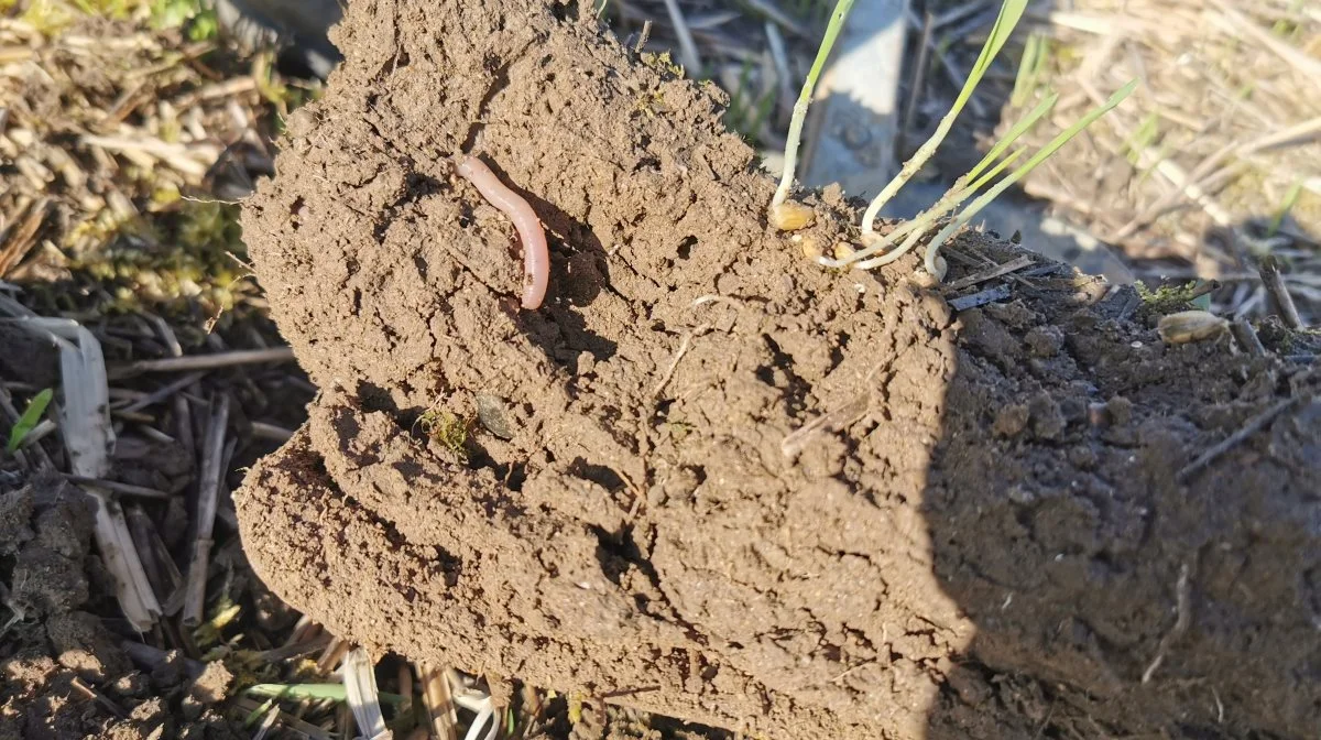 JB6-jorden er som forvandlet, efter pløjningen er droppet. Der er meget mere liv i den, og den er til at køre på selv i våde perioder. 