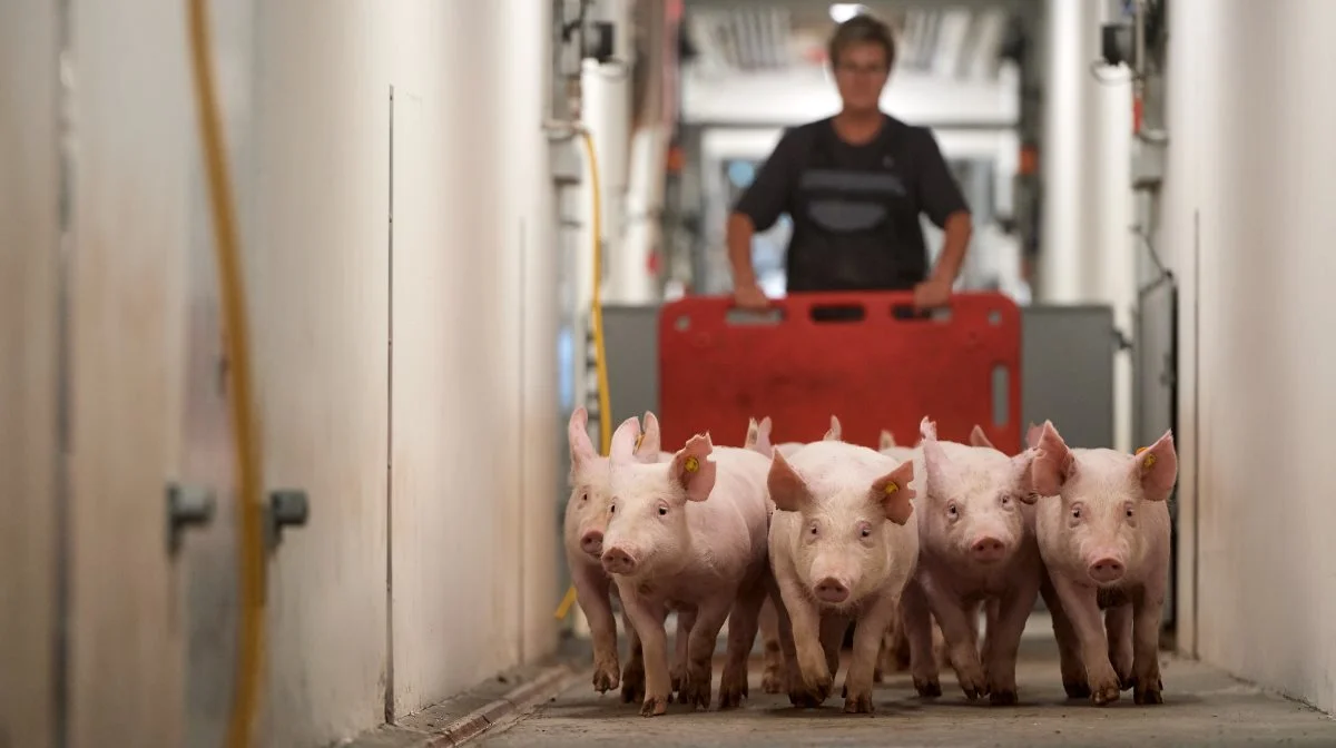 Asdal Hovedgård valgte at skifte til indkøb af LY-polte, da de oplevede, at deres produktionsapparat ikke var gearet til at håndtere hjemmeavl. Pressefoto: Lars Mikkelsen