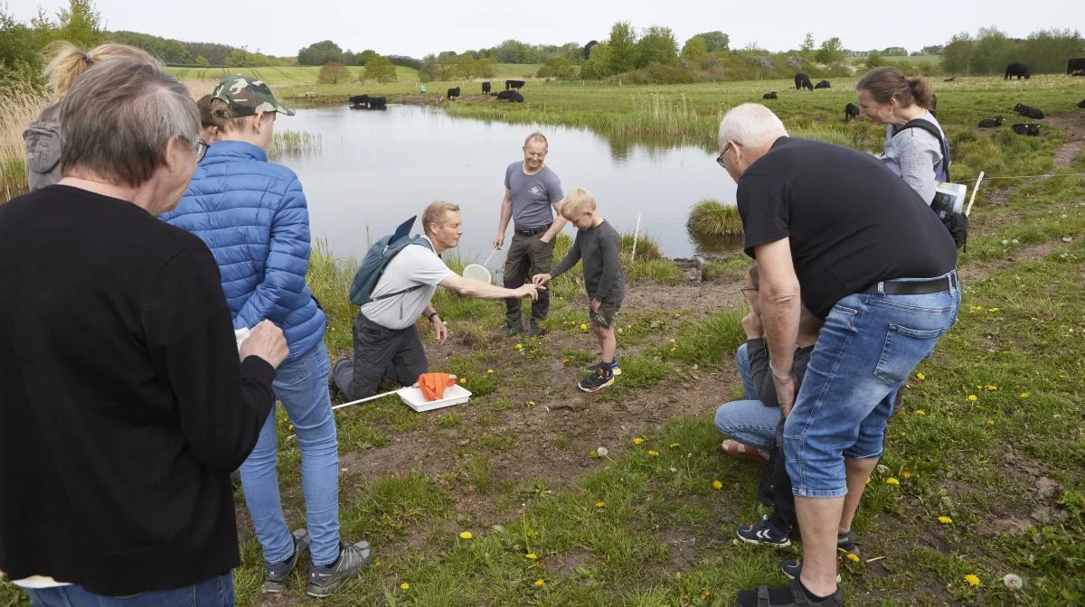 Naturvejleder Lars Hillerup Jørgensen viser en igle på sin finger som et eksempel på det mylder af liv i vandhullet, som afgræsningen af vådområdet er med til at skabe. Helt til højre og bagest ses værterne ved Kødkvægets Dag, Trine Mehlsen og Jesper Langfeldt, der har 70 Welsh Black-dyr, som afgræsser 50 hektar vådområde ved Sallinge Å. Fotos: Erik Hansen