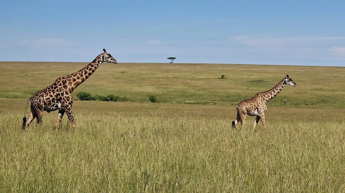 Giraffer, elefanter og zebraer er igen blevet et ret almindeligt syn langs vejene i Kenya – især i de sydlige områder.