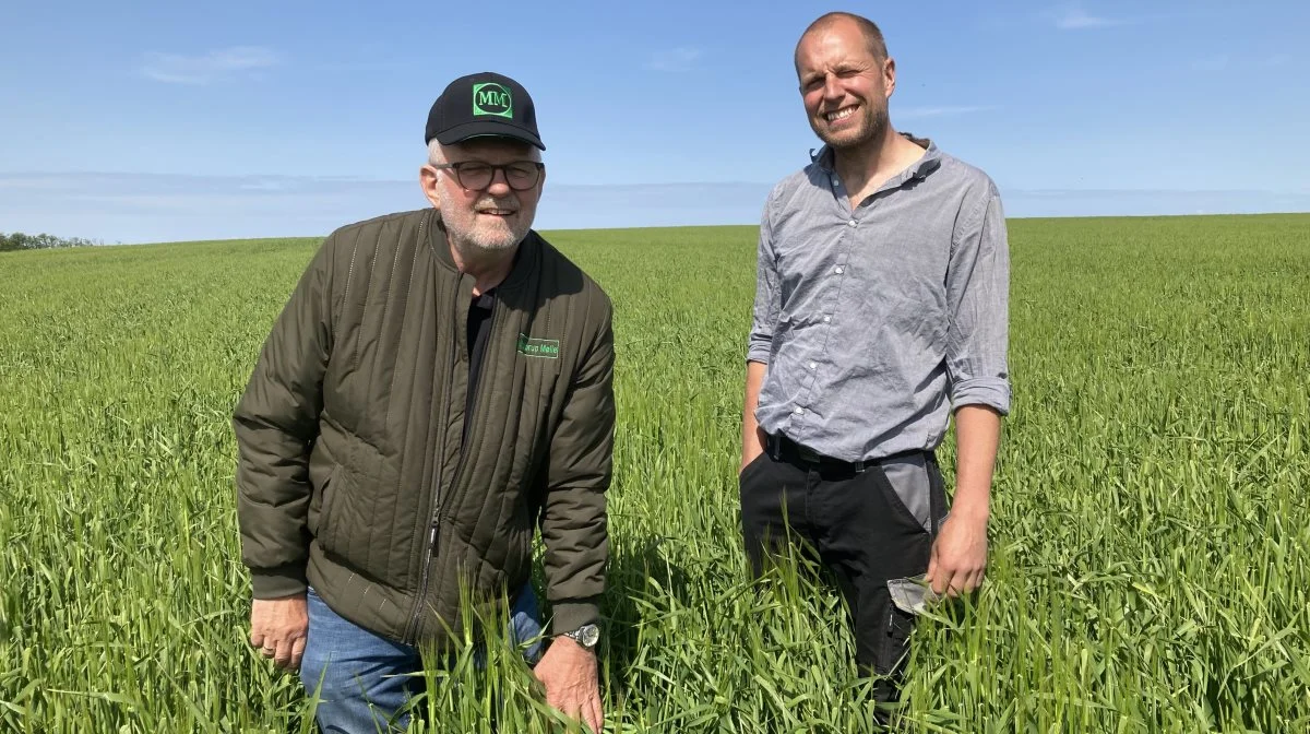 Det har stor værdi for Karl Kudsk (til venstre) og Mollerup Mølle at have sorter i fremavl hos planteavlere som Niels Frandsen, hvor det hele kører optimalt. Foto: Nordic Seed