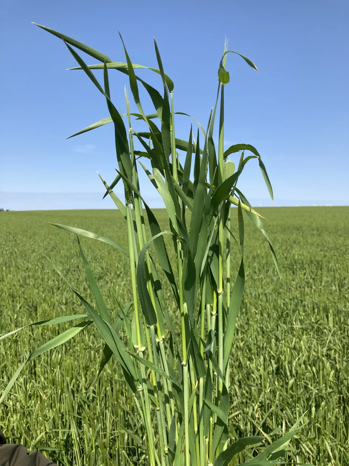 Den nye vinterbygsort, Orcade, har en meget lav modtagelighed for sygdomme og er samtidig resistent mod havrerødsot. Foto: Nordic Seed