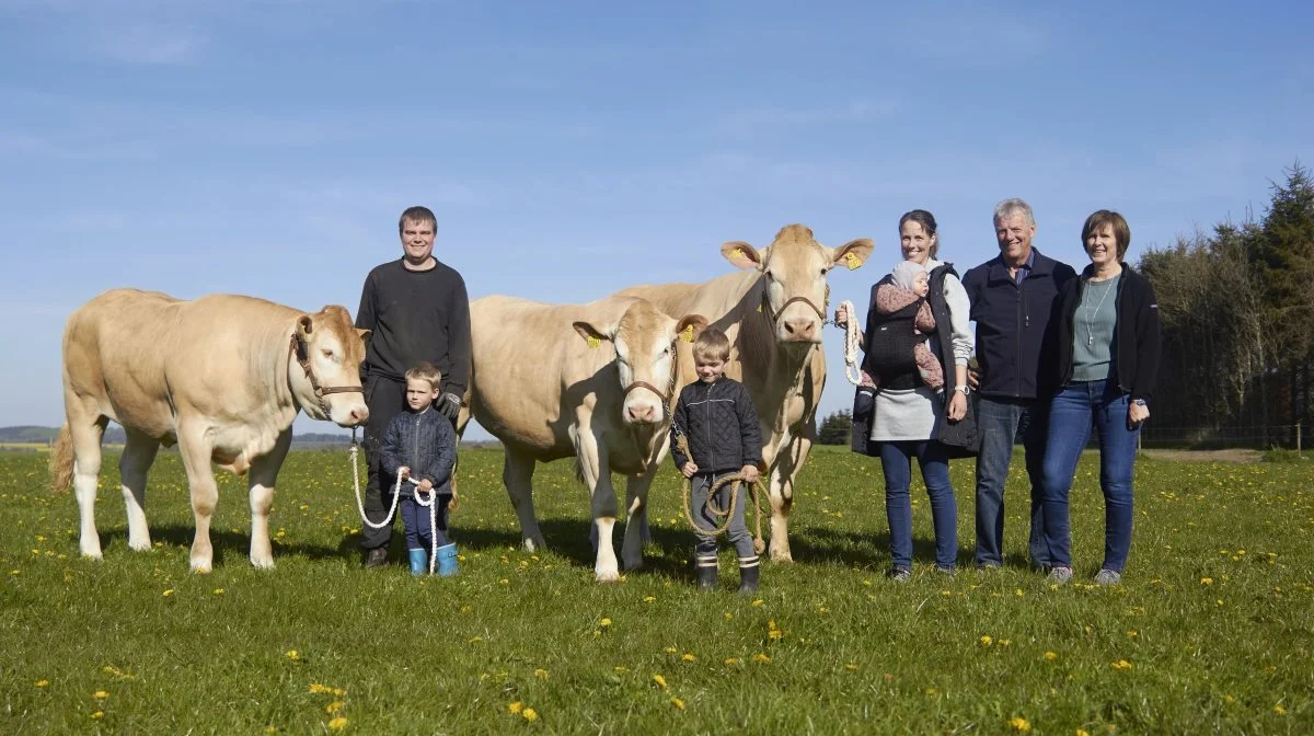 Gydegaard stiller i år med 11 dyr. Blandt andet GG Sylvia (tv.), som her trækkes af Magnus og sin far Rasmus. Ved siden af GG Selma, som trækkes af Malthe og yderst til højre GG Fonda, som trækkes af Sofie og datteren Mathilde. Yderst til højre ses Sanne og Erik Poulsen, som har avlet blonde-dyr i verdensklasse. Fotos Tenna Bang