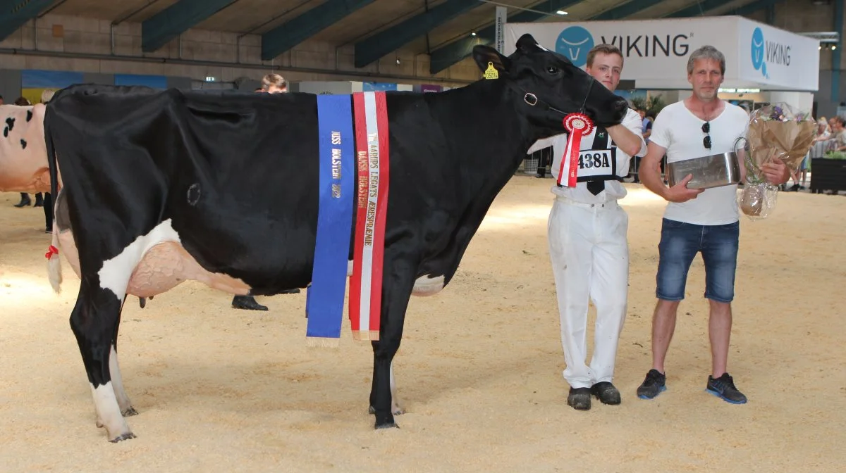 Selvom hun blev Miss Holstein på Landsskuet sidste år, tager familien Futtrup intet for givet, når vinderkoen går i ringen i Thisted. Arkivfoto: Line Brusgaard