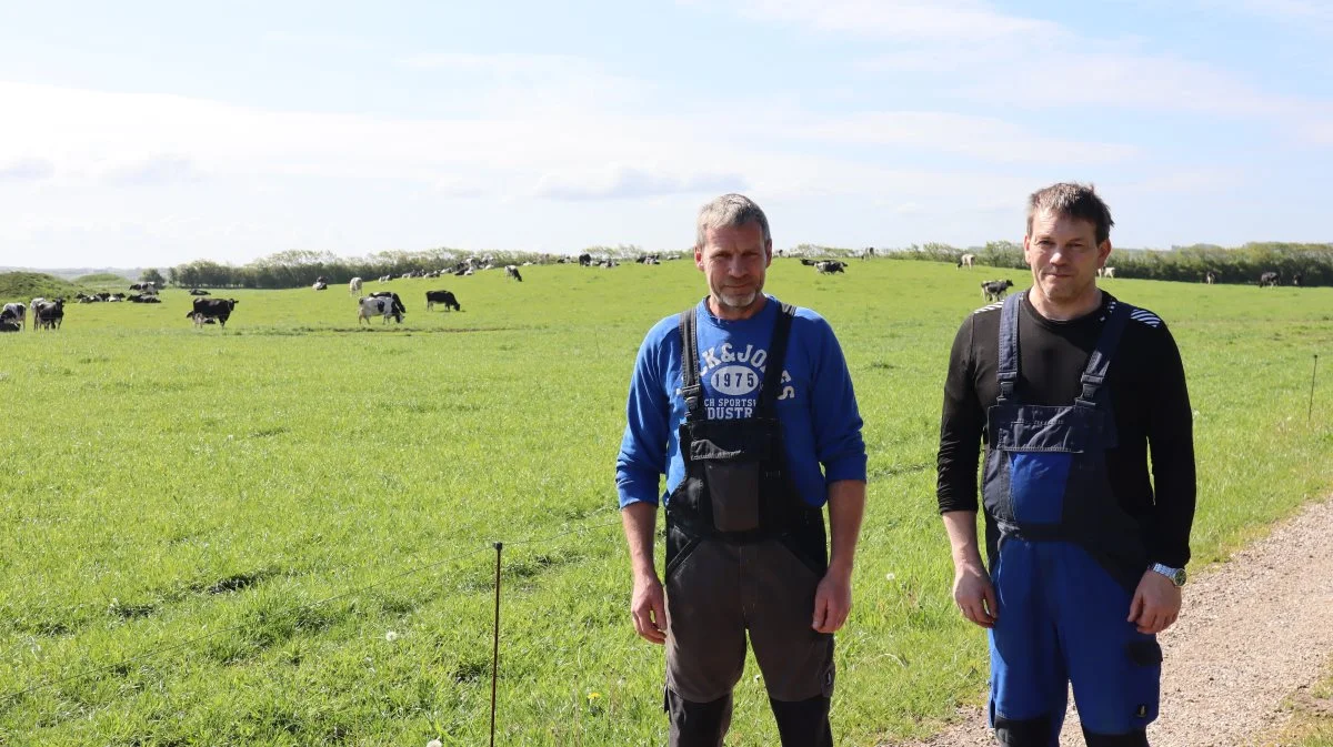 Træningen med de selvstændige damer, der er vant til robotmalkning, er endnu ikke begyndt, da LandbrugNord kigger forbi Lille Djernæs, hvor de økologiske køer er på græs. Foto: Christian Carus