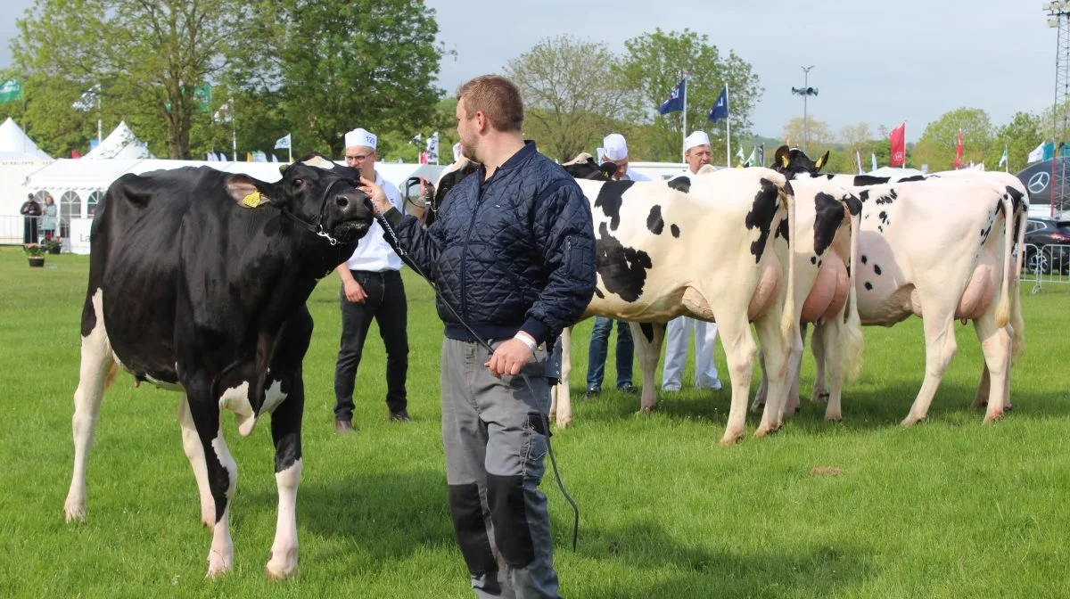 Holstein-kvierne var nogle af de første i ringen til bedømmelse ved fredagens start på dyrskuet i Aabenraa. Foto: John Ankersen