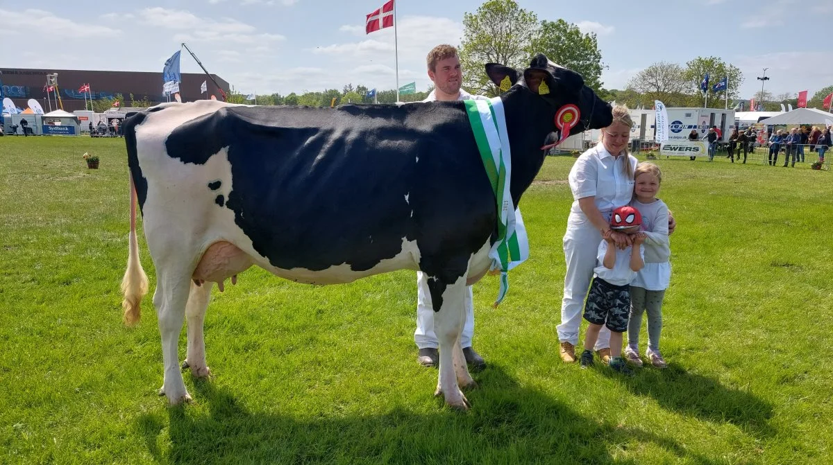 Skuets bedste yngre Holstrein-ko blev også skuets bedste ko – Miss Malkeko. Koen 51763-05123 er fra Stakkehavegaard ved Vojens. Foto: John Ankersen
