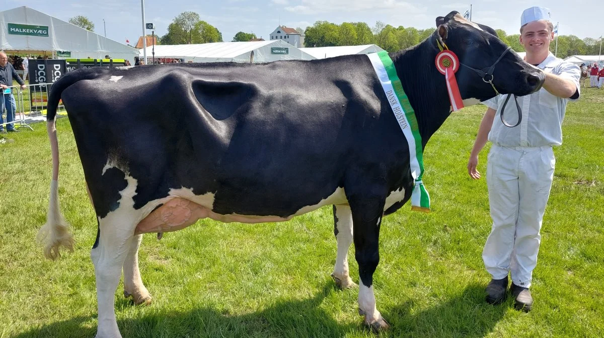 Skuet bedste ældre Holstein-Ko blev koen 52039-05565 fra Villemajgaard, Lintrup. Foto: John Ankersen