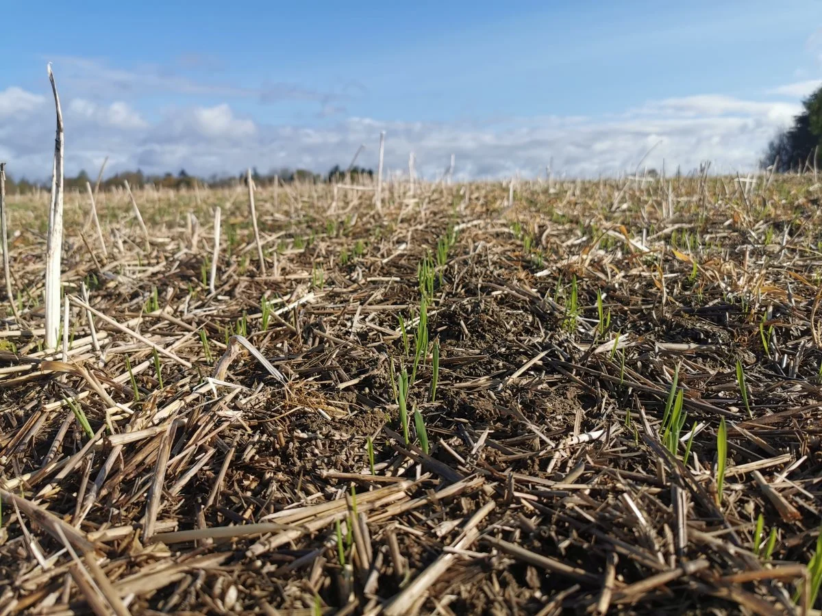 Michael kører næsten helt no-till, hvor han ikke rører marken med andet end såmaskinen, som skærer en rille i overfladen. 