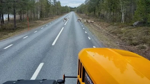 Godt på vej mod Nordkap - rensdyr krydser vejen foran JCB-traktoren med campingvogn. Foto: Bodil Lyngsø.