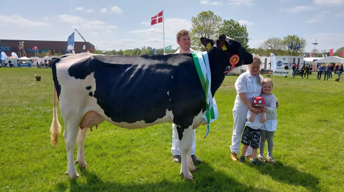 Skuets bedste yngre Holstein-ko blev også skuets bedste ko – Miss Malkeko. Koen 51763-05123 er fra Stakkehavegaard ved Vojens. Foto: John Ankersen