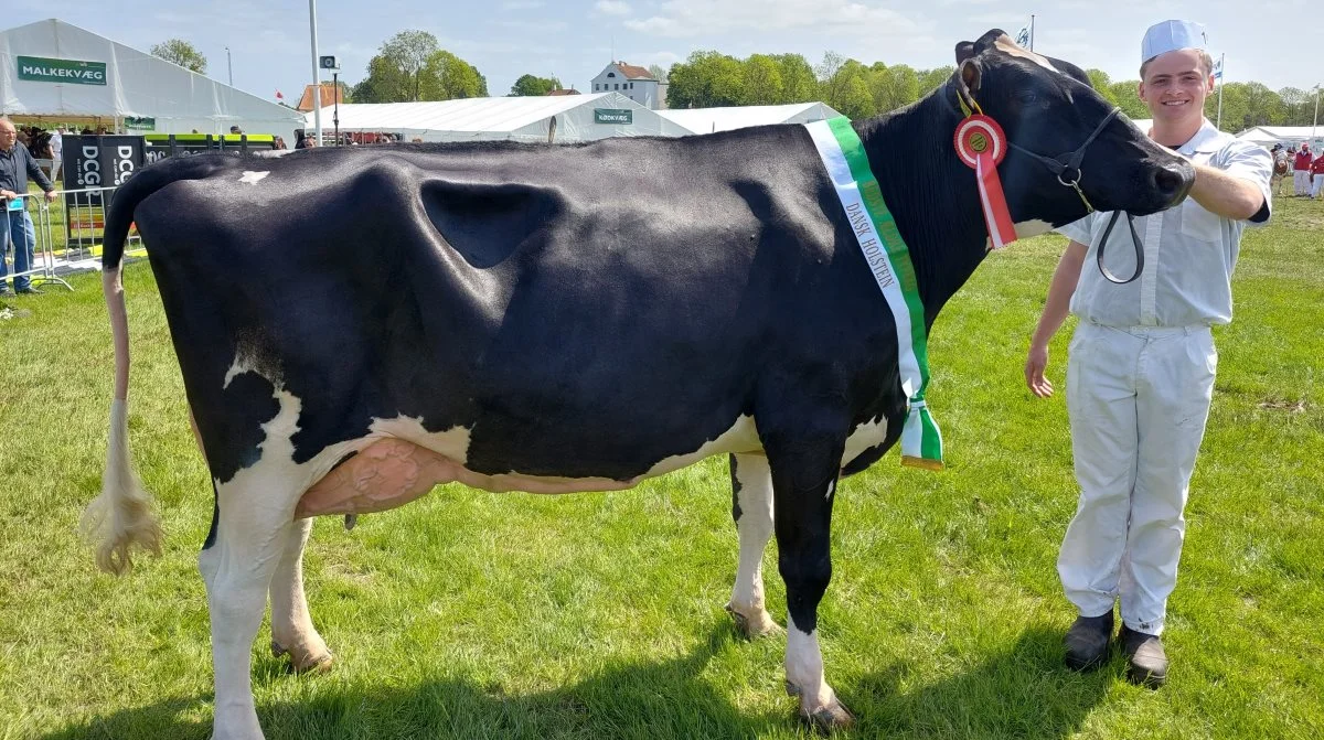Skuet bedste ældre Holstein-Ko blev koen 52039-05565 fra Villemajgaard, Lintrup. Foto: John Ankersen