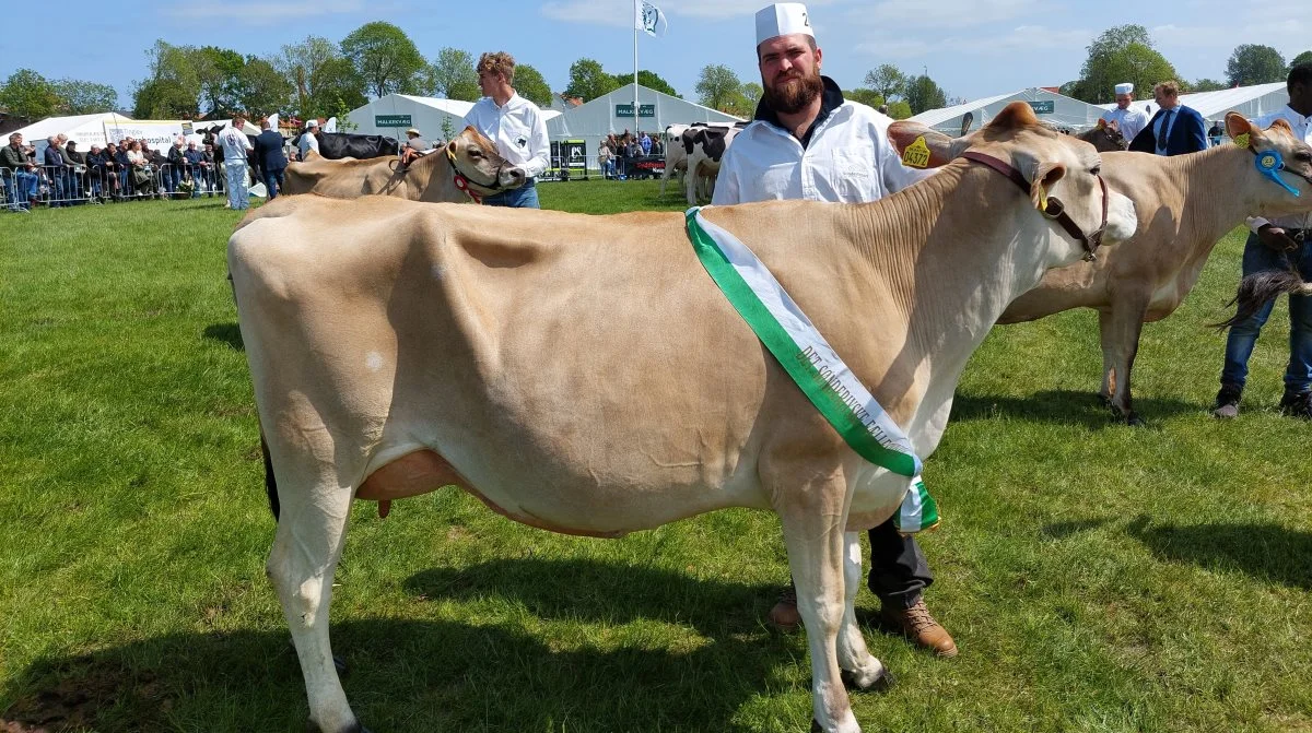 Bedste yngre Jersey-ko. Kat. Nr. 205 – Jersey-ko nr. 47188-04372 fra Sønderfenner v/ Fam Svejstrup Juul Rasmussen, Ribe. Foto: John Ankersen